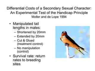 Differential Costs of a Secondary Sexual Character:
An Experimental Test of the Handicap Principle
Moller and de Lope 1994
• Manipulated tail
lengths in males:
– Shortened by 20mm
– Extended by 20mm
– Cut & Glued
(treatment control)
– No manipulation
(control)
• Survival rate: return
rates to breeding
sites
 