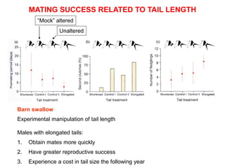 MATING SUCCESS RELATED TO TAIL LENGTH
―Mock‖ altered
Unaltered
Barn swallow
Experimental manipulation of tail length
Males with elongated tails:
1. Obtain mates more quickly
2. Have greater reproductive success
3. Experience a cost in tail size the following year
 