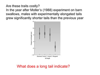 Are these traits costly?
In the year after Moller’s (1988) experiment on barn
swallows, males with experimentally elongated tails
grew significantly shorter tails than the previous year
What does a long tail indicate?
 