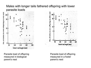 Parasite load of offspring
measured in biological
parent’s nest
Parasite load of offspring
measured in a foster
parent’s nest
Males with longer tails fathered offspring with lower
parasite loads
 