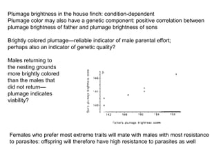 Plumage brightness in the house finch: condition-dependent
Plumage color may also have a genetic component: positive correlation between
plumage brightness of father and plumage brightness of sons
Brightly colored plumage—reliable indicator of male parental effort;
perhaps also an indicator of genetic quality?
Males returning to
the nesting grounds
more brightly colored
than the males that
did not return—
plumage indicates
viability?
Females who prefer most extreme traits will mate with males with most resistance
to parasites: offspring will therefore have high resistance to parasites as well
 