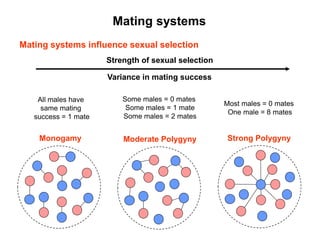 Mating systems influence sexual selection
Monogamy Moderate Polygyny Strong Polygyny
Strength of sexual selection
Variance in mating success
All males have
same mating
success = 1 mate
Some males = 0 mates
Some males = 1 mate
Some males = 2 mates
Most males = 0 mates
One male = 8 mates
Mating systems
 