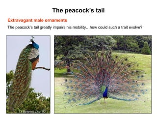The peacock‟s tail
Extravagant male ornaments
The peacock’s tail greatly impairs his mobility…how could such a trait evolve?
 