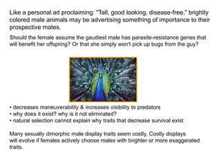 Like a personal ad proclaiming: "Tall, good looking, disease-free," brightly
colored male animals may be advertising something of importance to their
prospective mates.
Should the female assume the gaudiest male has parasite-resistance genes that
will benefit her offspring? Or that she simply won't pick up bugs from the guy?
• decreases maneuverability & increases visibility to predators
• why does it exist? why is it not eliminated?
• natural selection cannot explain why traits that decrease survival exist
Many sexually dimorphic male display traits seem costly. Costly displays
will evolve if females actively choose males with brighter or more exaggerated
traits.
 
