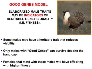 ELABORATED MALE TRAITS
MAY BE INDICATORS OF
HERITABLE GENETIC QUALITY
(I.E. FITNESS).
GOOD GENES MODEL
 Some males may have a heritable trait that reduces
viability.
 Only males with “Good Genes” can survive despite the
handicap.
 Females that mate with these males will have offspring
with higher fitness
 