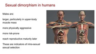 Dimorphism In Humans Sexual_selection_2020.pdf