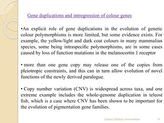 Gene duplications and introgression of colour genes
•An explicit role of gene duplications in the evolution of genetic
colour polymorphisms is more limited, but some evidence exists. For
example, the yellow/light and dark coat colours in many mammalian
species, some being intraspeciﬁc polymorphisms, are in some cases
caused by loss of function mutations in the melanocortin 1 receptor
• more than one gene copy may release one of the copies from
pleiotropic constraints, and this can in turn allow evolution of novel
functions of the newly derived paralogue.
• Copy number variation (CNV) is widespread across taxa, and one
extreme example includes the whole-genome duplication in teleost
ﬁsh, which is a case where CNV has been shown to be important for
the evolution of pigmentation gene families.
10Vytauto Didžiojo universitetas
 