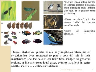 •The two female colour morphs
of Ischnura elegans: infuscans ,
male-mimicking andro- chrome
(top right) in its juvenile phase
(rufescens).
•Colour morphs of Heliconius
numata with the numata
arcuella morph
•morph of Zonotrichia
albicollis.
•Recent studies on genetic colour polymorphisms where sexual
selection has been suggested to play a potential role in their
maintenance and the colour loci have been mapped to genomic
regions, or in some exceptional cases, even to mutations in genes
and the speciﬁc nucleotide substitutions
4Vytauto Didžiojo universitetas
 