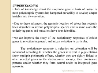 UNDERSTANDING
• lack of knowledge about the molecular genetic basis of colour in
most polymorphic systems has hampered our ability to develop deeper
insights into the evolution .
• Due to these advances, the genomic location of colour has recently
been described in several polymorphic species and in some cases the
underlying genes and mutations have been identiﬁed.
• we can improve the study of the evolutionary responses of colour
genes to selection in general, and sexual selection in particular.
The evolutionary response to selection on coloration will be
inﬂuenced according to whether the genes involved in pigmentation
show multiple pleiotropic effects, whether they are tightly linked to
other selected genes in the chromosomal vicinity, their dominance
patterns and/or whether they form central nodes in integrated gene
networks.
5Vytauto Didžiojo universitetas
 