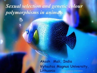 Sexual selection and genetic colour
polymorphisms in animals
Akash Mali, India
Vytautas Magnus University,
Lithuania 1Vytauto Didžiojo universitetas
 