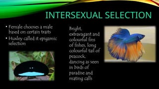 INTERSEXUAL SELECTION
• Female chooses a male
based on certain traits
• Huxley called it epigamic
selection
Bright,
extravagant and
colourful fins
of fishes, long
colourful tail of
peacock,
dancing as seen
in birds of
paradise and
mating calls
 