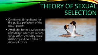 • Considered it significant for
the gradual perfection of the
sexual process
• Attributes to the development
of plumage, courtship dances,
songs, other secondary sexual
characters and even female’s
choice of mates
THEORY OF SEXUAL
SELECTION
 