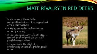 • Best explained through the
competition between two stags of red
deer, Cervus elaphus
• Initially, the males challenge each
other by roaring
• If the roaring capacity of both stags is
same then they approach and walk
parallel to each other
• In some cases, they fight by
interlocking antlers and pushing each
other.
MATE RIVALRY IN RED DEERS
 