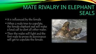 MATE RIVALRY IN ELEPHANT
SEALS
• It is influenced by the female
• When a male tries to copulate,
the female elephant seal will make
a loud call to alert all other males.
• Then the males will fight and the
first male to prove its dominance
will get to copulate the female.
 