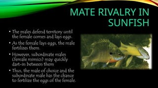 MATE RIVALRY IN
SUNFISH
• The males defend territory until
the female comes and lays eggs.
• As the female lays eggs, the male
fertilizes them.
• However, subordinate males
(female mimics) may quickly
dart-in between them
• Thus, the male of choice and the
subordinate male has the chance
to fertilize the eggs of the female.
 