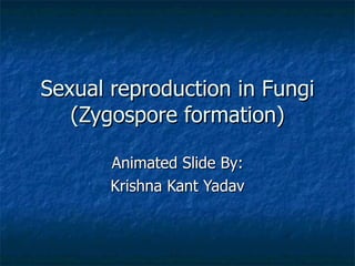 Sexual reproduction in Fungi (Zygospore formation) Animated Slide By: Krishna Kant Yadav 