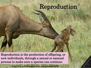 Reproduction




Reproduction is the production of offspring, or
new individuals, through a sexual or asexual
process to make sure a species can continue.
       http://www.fredhoogervorst.com/photo/23392/
 