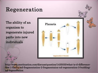 Regeneration

The ability of an                 Planaria
organism to
regenerate injured
parts into new
individuals




http://www.meritnation.com/discuss/question/1435035/what-is-d-difference-
btw-1-fusion-nd-fragmentation-2-fragmentaion-nd-regeneration-3-budding-
nd-regeneration
 