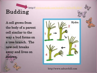 http://www.youtube.com/watch?v=4JIytOL-Q18

Budding
A cell grows from                                 Hydra

the body of a parent
cell similar to the
way a bud forms on
a tree branch. The
new cell breaks
away and lives on
its own.


                              http://www.saburchill.com
 