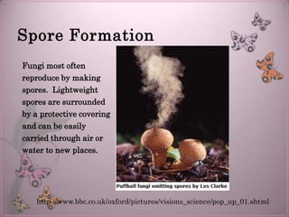 Spore Formation
Fungi most often
reproduce by making
spores. Lightweight
spores are surrounded
by a protective covering
and can be easily
carried through air or
water to new places.




   http://www.bbc.co.uk/oxford/pictures/visions_science/pop_up_01.shtml
 