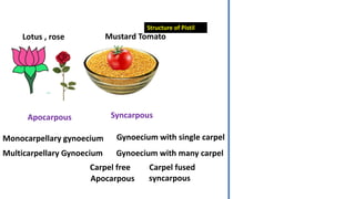Comprehensive Biology NEET Guide on Sexual Reproduction in Flowering ...