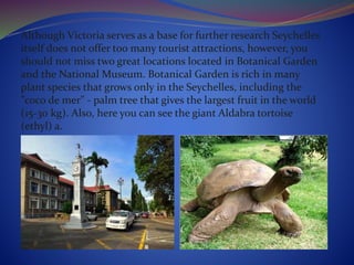 Although Victoria serves as a base for further research Seychelles
itself does not offer too many tourist attractions, however, you
should not miss two great locations located in Botanical Garden
and the National Museum. Botanical Garden is rich in many
plant species that grows only in the Seychelles, including the
"coco de mer" - palm tree that gives the largest fruit in the world
(15-30 kg). Also, here you can see the giant Aldabra tortoise
(ethyl) a.
 