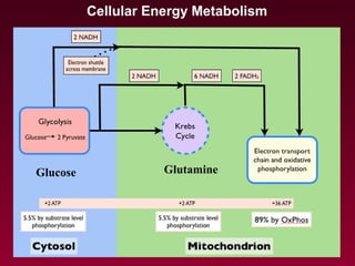 Cellular Energy Metabolism
Glucose Glutamine
 