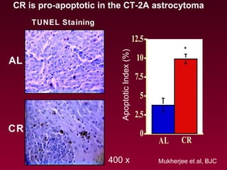 CR is pro-apoptotic in the CT-2A astrocytoma
AL
CR 0
2.5
5
7.5
10
12.5
AL CR
ApoptoticIndex(%)
Mukherjee et al, BJC
*
400 x
*
TUNEL Staining
 
