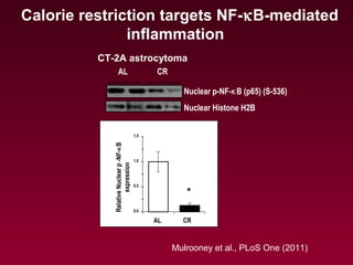 AL CR
Nuclear p-NF-κB (p65) (S-536)
Nuclear Histone H2B
AL
RelativeNuclearp-NF-κB
expression
CR
0.0
0.5
1.0
1.5
*
Calorie restriction targets NF-κB-mediated
inflammation
Mulrooney et al., PLoS One (2011)
CT-2A astrocytoma
 