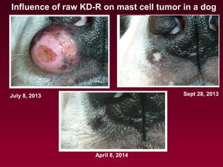 Influence of raw KD-R on mast cell tumor in a dog
July 8, 2013 Sept 28, 2013
April 8, 2014
 