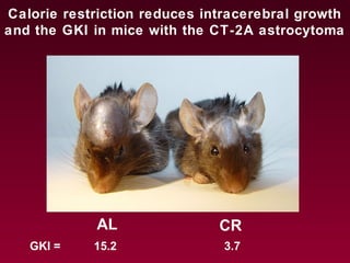 Calorie restriction reduces intracerebral growth
and the GKI in mice with the CT-2A astrocytoma
AL CR
GKI = 15.2 3.7
 