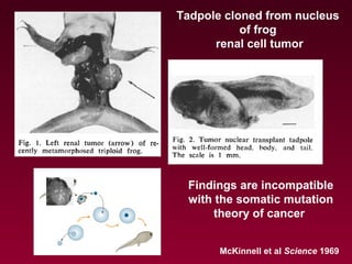 Tadpole cloned from nucleus
of frog
renal cell tumor
McKinnell et al Science 1969
Findings are incompatible
with the somatic mutation
theory of cancer
 