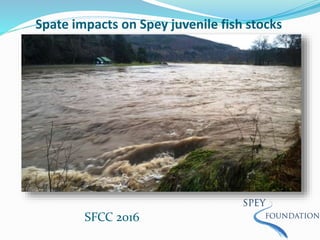 Spate impacts on Spey juvenile fish stocks
SFCC 2016
 