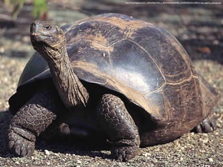 http://4.bp.blogspot.com/-_IkdkwIXJ6o/UAj_a_jEToI/AAAAAAAAB_c/lLk04hNJKAY/s1600/tortuga_gigante_galapago.jpg
 