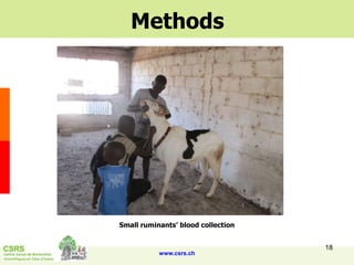 Rapid integrated assessment of nutrition and health risks associated with the small ruminants value chain in Senegal