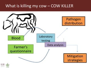Sokoine University of Agriculture progress on safe food fair food and cow killer projects