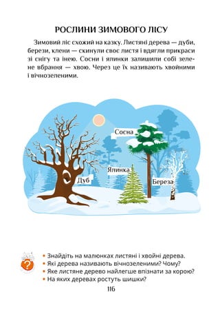 116
РОСЛИНИ ЗИМОВОГО ЛІСУ
Зимовий ліс схожий на казку. Листяні дерева — дуби,
берези, клени — скинули своє листя і вдягли прикраси
зі снігу та інею. Сосни і ялинки залишили собі зеле-
не вбрання — хвою. Через це їх називають хвойними
і вічнозеленими.
• Знайдіть на малюнках листяні і хвойні дерева.
• Які дерева називають вічнозеленими? Чому?
• Яке листяне дерево найлегше впізнати за корою?
• На яких деревах ростуть шишки?
Сосна
БерезаДуб
Ялинка
?
 