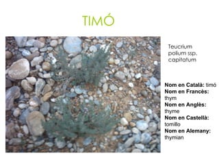 TIMÓ Teucrium polium ssp. capitatum   Nom en Català:  timó Nom en Francès:  thym Nom en Anglès:  thyme Nom en Castellà:  tomillo Nom en Alemany:  thymian 