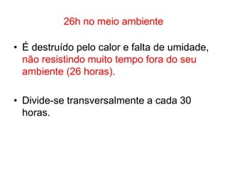 26h no meio ambiente
• É destruído pelo calor e falta de umidade,
não resistindo muito tempo fora do seu
ambiente (26 horas).
• Divide-se transversalmente a cada 30
horas.
 