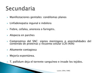  Manifestaciones genitales: condilomas planos
 Linfadenopatia ingunal e indolora
 Fiebre, cefalea, anorexia o faringitis.
 Alopecia en parches
 Compromiso del SNC: signos meningeos o anormalidades del
contenido de proteinas y recuento celular LCR (40%)
 Altamente contagiosa
 Mejoría espontánea.
 T. pallidum deja el torrente sanguíneo e invade los tejidos.
Lucero. Sífilis. FARO.
 