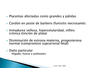  Placentas afectadas como grandes y pálidas
 Cordón en poste de barbero (funisitis necrosante)
 Inmadurez vellosa, hipercelularidad, villitis
crónica (tinción de plata)
 Disminución de estrona materna, progesterona
normal (compromiso suprarrenal fetal)
 Daño particular
◦ Hígado, hueso y pulmones
Lucero. Sífilis. FARO.
 