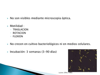  No son visibles mediante microscopia óptica.
 Motilidad :
◦ TRASLACION
◦ ROTACION
◦ FLEXION
 No crecen en cultivo bacteriológicos ni en medios celulares.
 Incubación: 3 semanas (3-90 días)
Lucero. Sífilis. FARO.
 