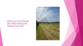 Make your way through
two fields keeping the
hedge to your left.
 