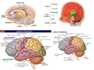 Sistema nervosa central