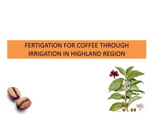 FERTIGATION FOR COFFEE THROUGH
IRRIGATION IN HIGHLAND REGION
 