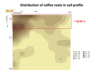 Fertigation for coffee through irrigation in Highland region | PDF