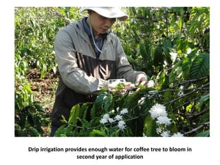 Fertigation for coffee through irrigation in Highland region | PDF