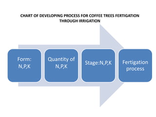 Fertigation for coffee through irrigation in Highland region | PDF