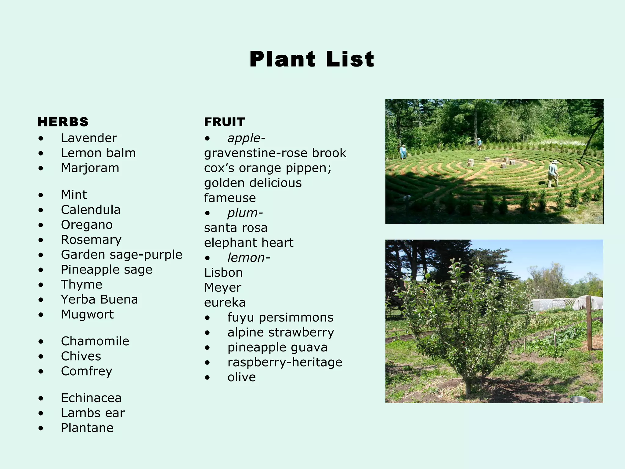 Plant List HERBS Lavender  Lemon balm  Marjoram  Mint  Calendula  Oregano  Rosemary  Garden sage-purple  Pineapple sage  Thyme  Yerba Buena  Mugwort    Chamomile  Chives  Comfrey    Echinacea  Lambs ear  Plantane FRUIT apple-  gravenstine-rose brook cox’s orange pippen;  golden delicious fameuse  plum- santa rosa elephant heart lemon- Lisbon  Meyer eureka fuyu persimmons alpine strawberry pineapple guava raspberry-heritage olive 