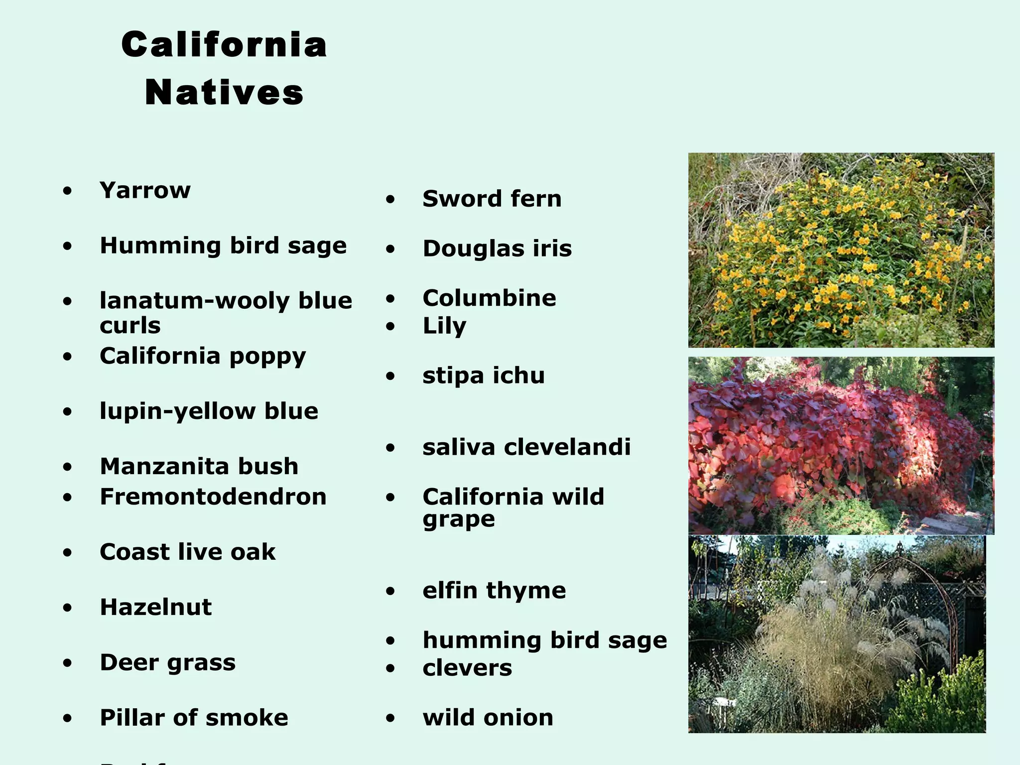 California Natives Yarrow  Humming bird sage  lanatum-wooly blue curls  California poppy  lupin-yellow blue  Manzanita bush Fremontodendron  Coast live oak  Hazelnut  Deer grass  Pillar of smoke   Red fescue Idaho fescue  Coffee berry  Monkey flower   Sword fern  Douglas iris  Columbine Lily  stipa ichu  saliva clevelandi  California wild grape  elfin thyme  humming bird sage clevers  wild onion  buckwheat  lavatera  cape Sebastian  echium wildpertil santolina virenes 